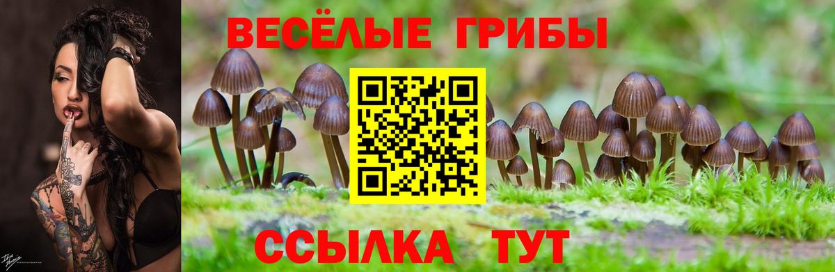 Чита  Галлюциногенные грибы Psilocybine cubensis  Вход с VPN 